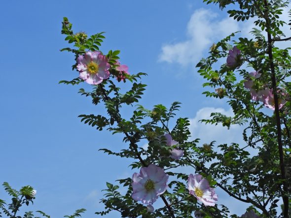 DSCN4695