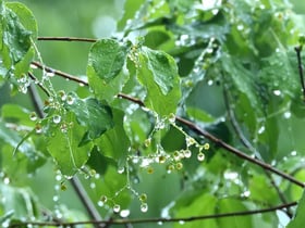 梅雨の赤城自然園