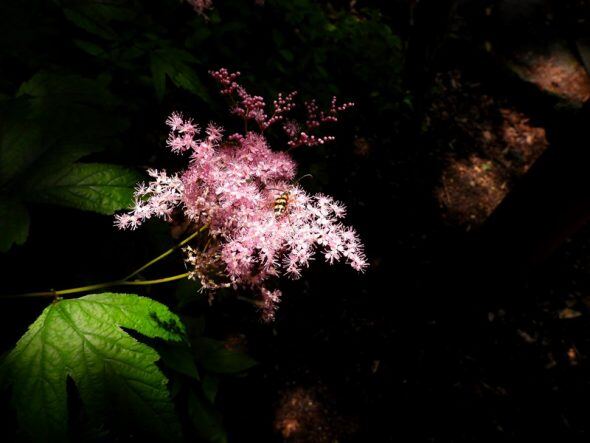 DSCN5019