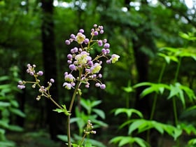 シキンカラマツが咲きはじめました