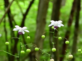 レンゲショウマ開花状況No.3