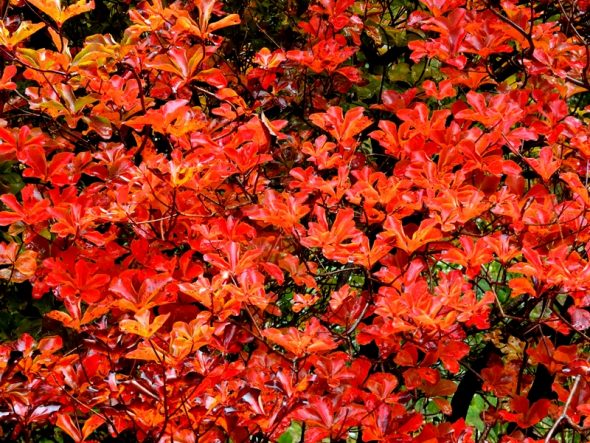 紅葉✮様⭐︎専用ページ 2019紅葉情報 No.1 | スタッフブログ | 赤城自然園