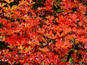2019紅葉情報 No.1