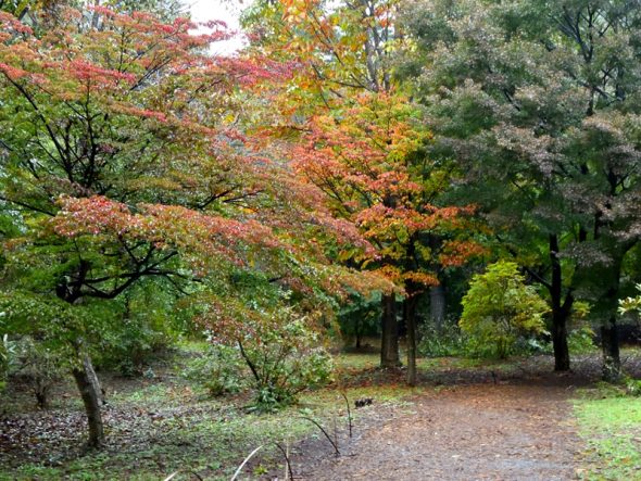 2019紅葉情報 No.1 | スタッフブログ | 赤城自然園