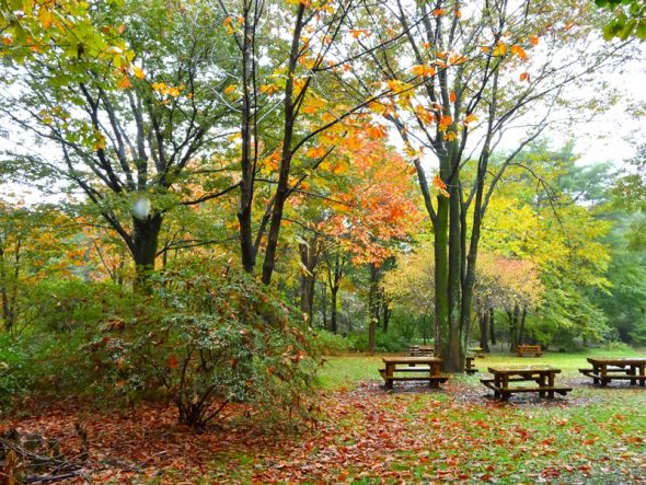 2019紅葉情報 No.1 | スタッフブログ | 赤城自然園