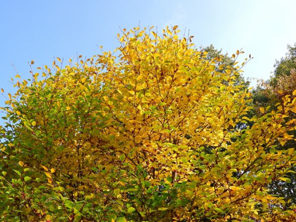 DSCN8286