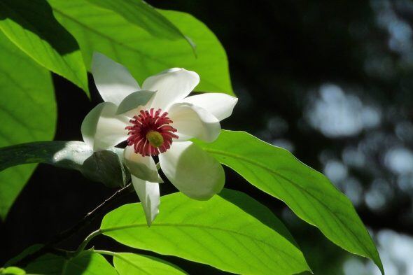 DSCN8667