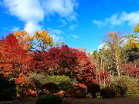 2019紅葉情報 No.5