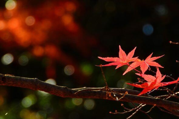 DSCN9206