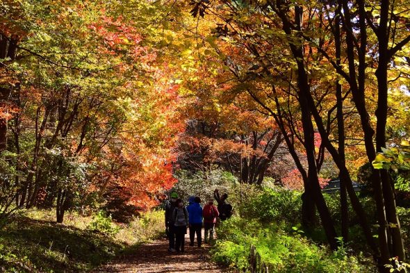 送料無料HOT金山ヒロシ『F10号』新額★樹林を背景に咲く赤いバラ園 自然、風景画