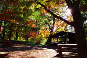 2021紅葉情報No.2