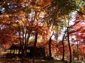 2021紅葉情報No.5