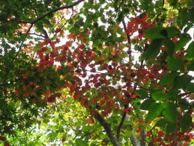10月20日(金)から晩秋の開園がスタートします