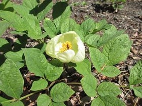 華やぐ森