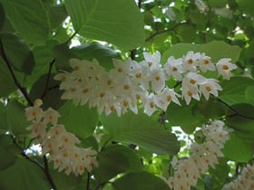 初夏の花、続々と