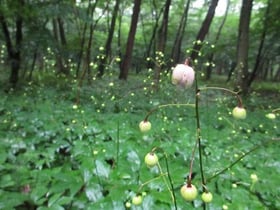 恵みの雨
