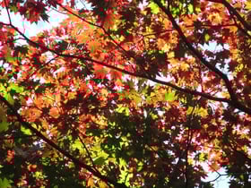 紅葉情報 №1