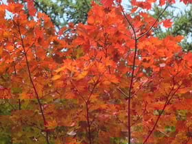 紅葉情報 №2