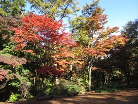 紅葉情報 №３