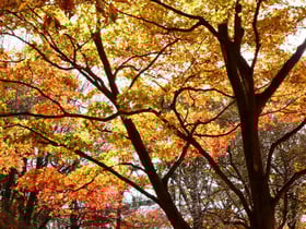 紅葉情報 No3