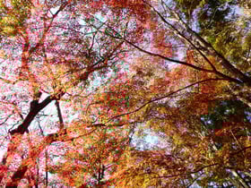 晩秋の開園 １１月１９日(日)まで