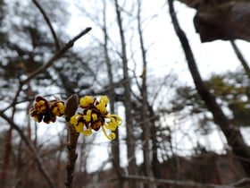 休園中の赤城自然園No.6