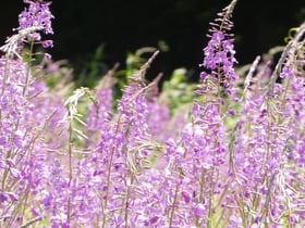 7月7日から夏の開園がはじまります！