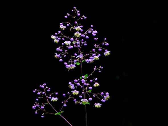 P1070337