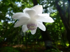 レンゲショウマ　園内どこでも見ごろです