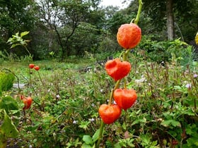 アサギマダラのマーキング調査は10月10日（水）までです