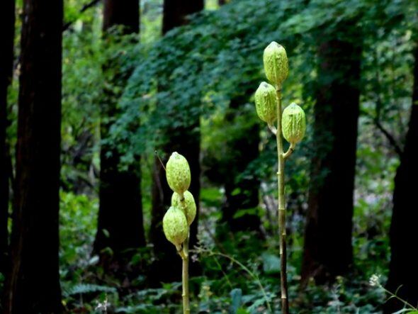 P1100607