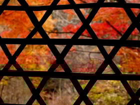 紅葉情報 No.5