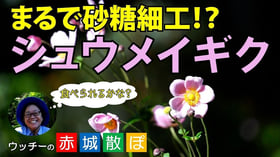 [お知らせ]　ウッチーの赤城散ぽ 第6弾公開！！