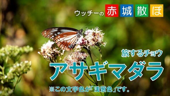 白バージョン (1)
