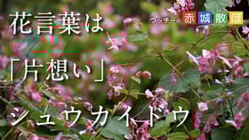 ［お知らせ］ウッチーの赤城散ぽ　第17弾　花言葉は「片想い」
