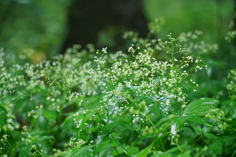 キヌタソウ 昆虫広場付近