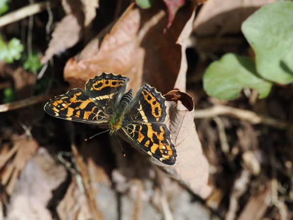 10P4199238サカハチチョウ春型