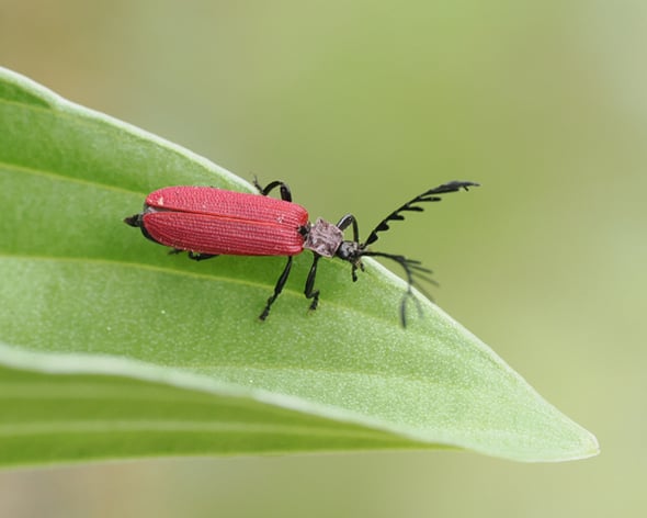 10P4229995カクムネベニボタル