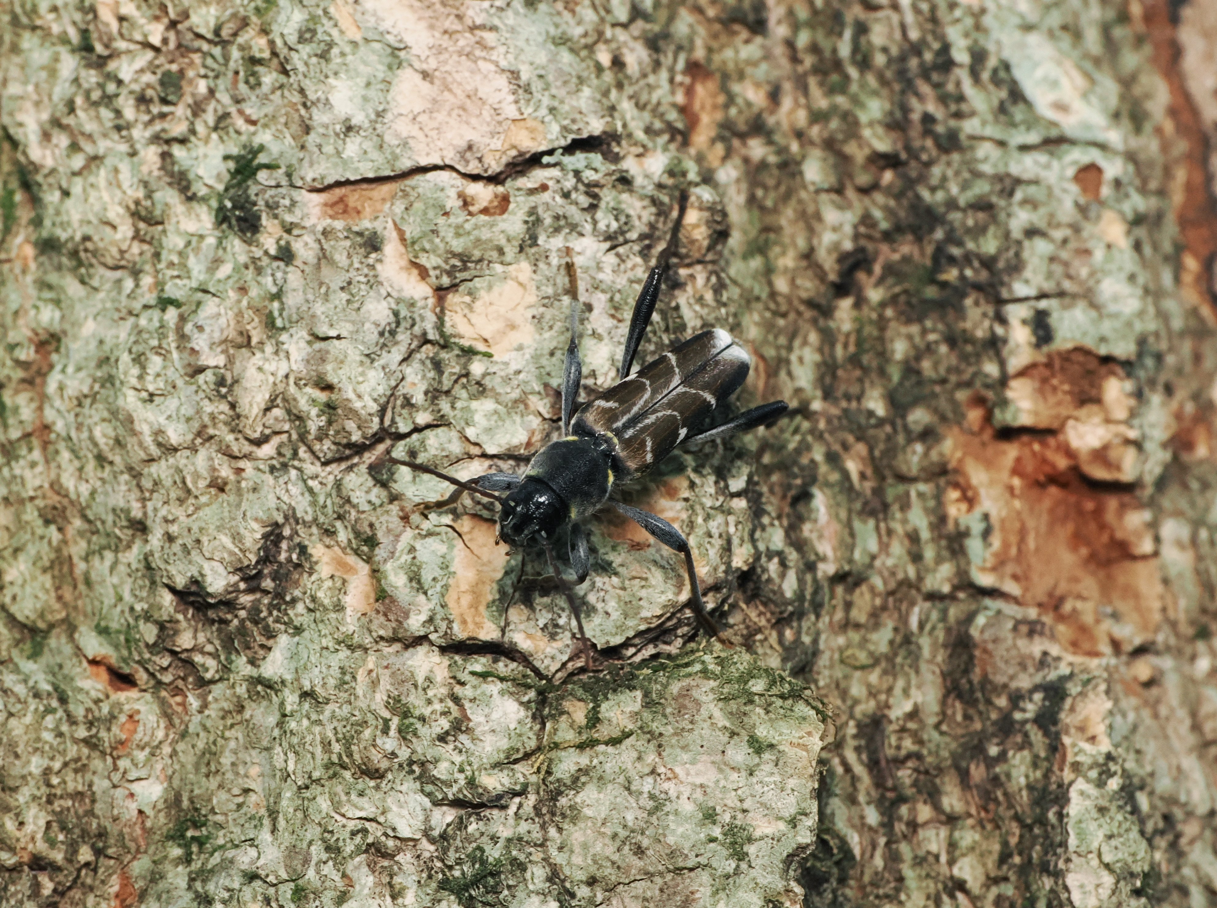 10P6177436ウスイロトラカミキリ