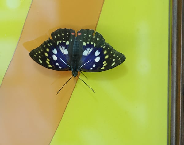 10P7156790オオムラサキ