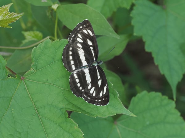 10P7229817ミスジチョウ