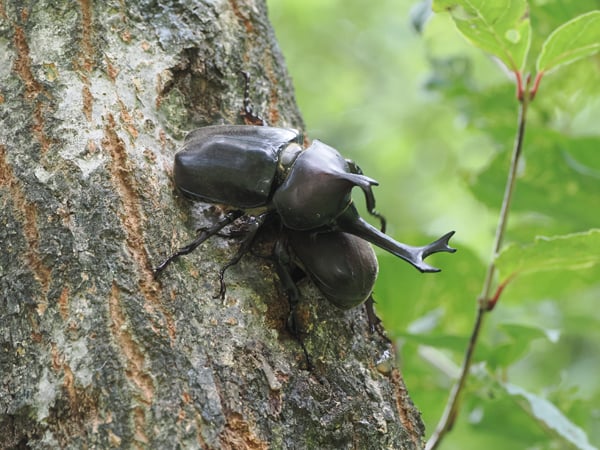10P7303341カブトムシ