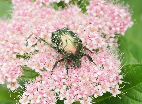 11P7016521シロテンハナムグリ