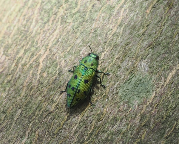 11P7095177クロホシタマムシ