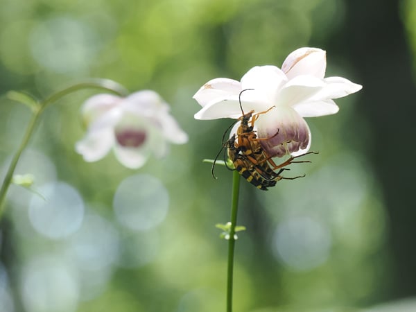 12P7229317ヨツスジハナカミキリ