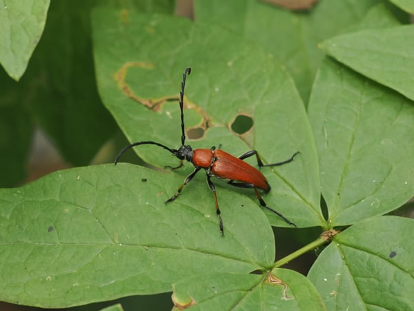 13P7240516アカハナカミキリ