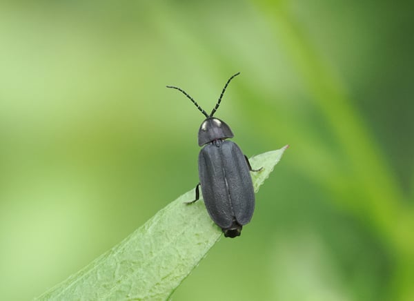15P6284663クロマドボタル
