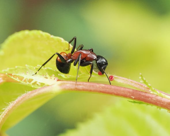 1P4198478ムネアカオオアリ