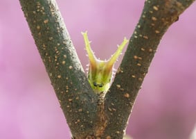 筒井学が見つけた「森の小さな主役たち」#4