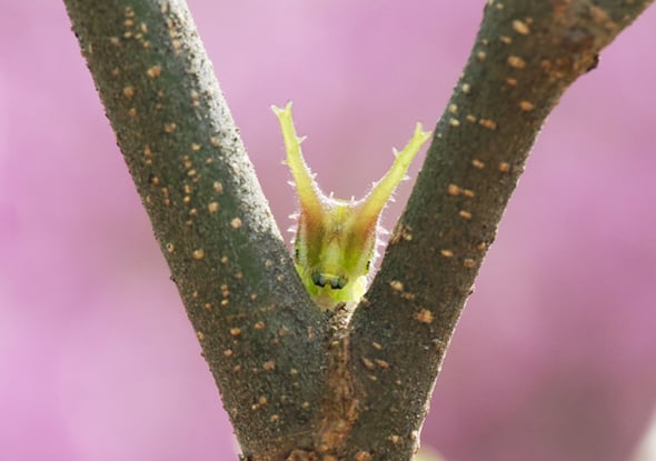 1P4219474アカボシゴマダラ幼虫